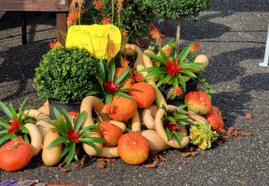 Festa della zucca 2023