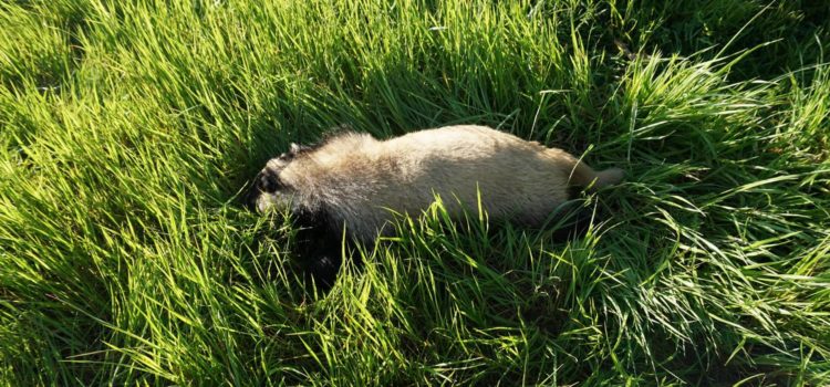 Ancora un tasso morto a Casatenovo