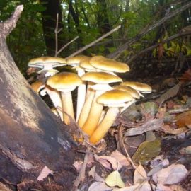 Un’uscita mattutina nel bosco del Rio Molgorana