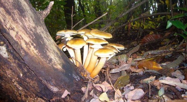 Un’uscita mattutina nel bosco del Rio Molgorana