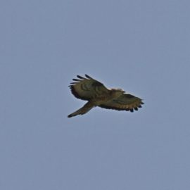 Un falco pecchiaiolo in volteggio nella Valle della Nava