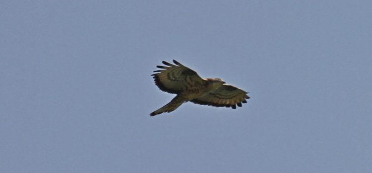 Un falco pecchiaiolo in volteggio nella Valle della Nava