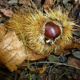 Anteprima de “I colori del bosco”