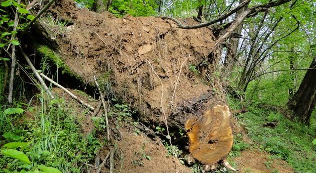 Giornata ecologica del “fare”