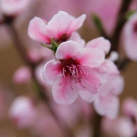 Primavera nel settore bianco