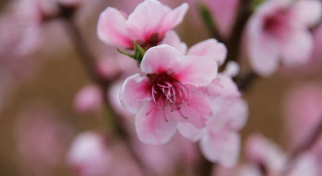 Primavera nel settore bianco