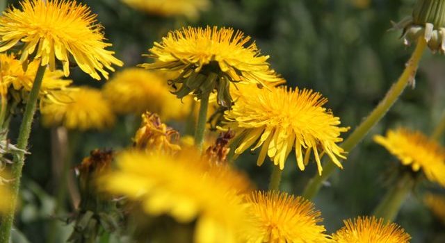 Parco Vivo primaverile in fiore