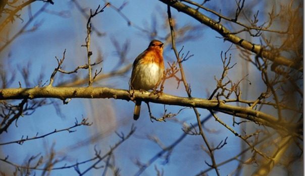 Avifauna nella Valle della Nava