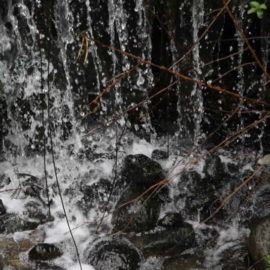 Un mondo nell’acqua